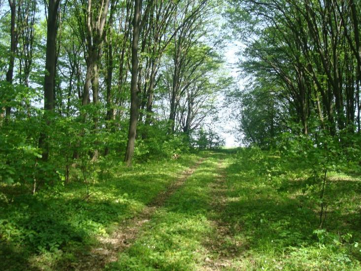 Любомирівка з panoramio.com - Любомировка