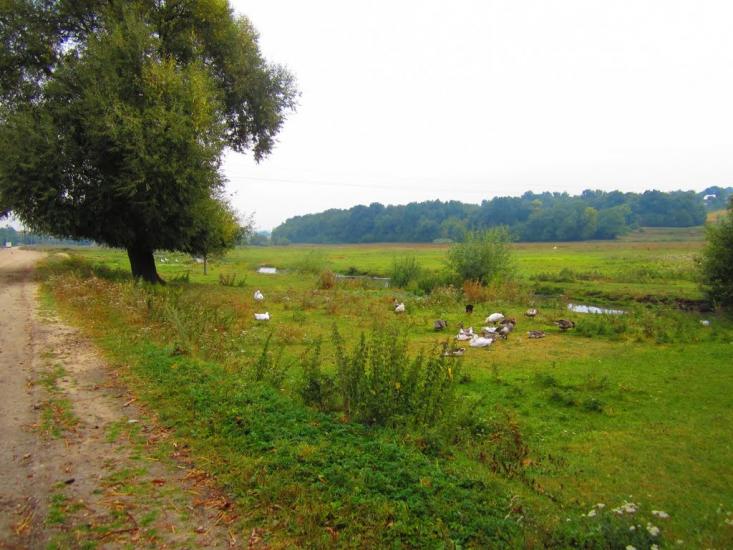 Кутківці з panoramio.com - Кутковцы