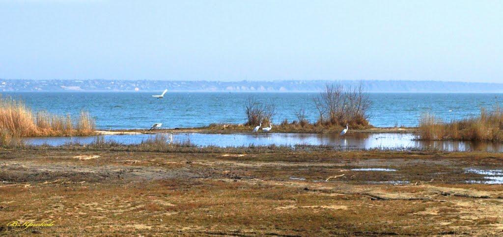 Шабо з panoramio.com - Shabo