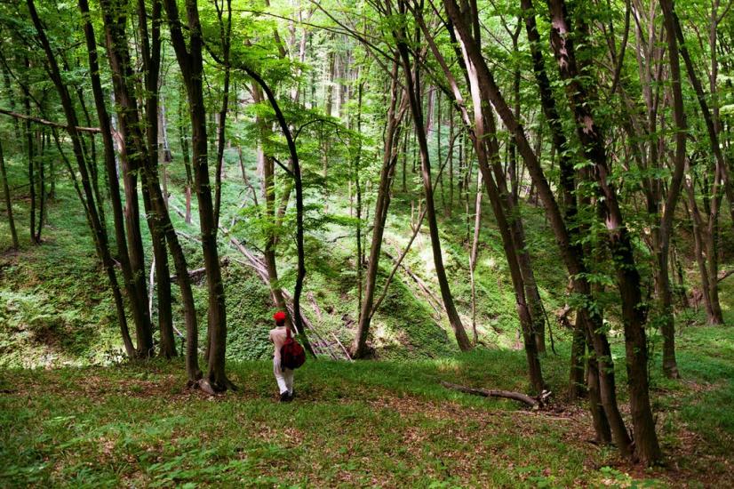 Пекарі з panoramio.com - Пекарі