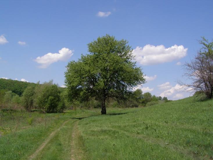 Черкасівка з panoramio.com - Черкасівка