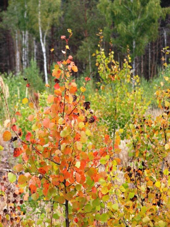 Славутич з panoramio.com - Славутич
