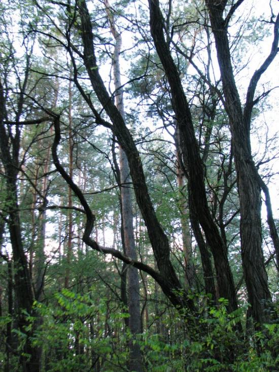 Славутич з panoramio.com - Славутич