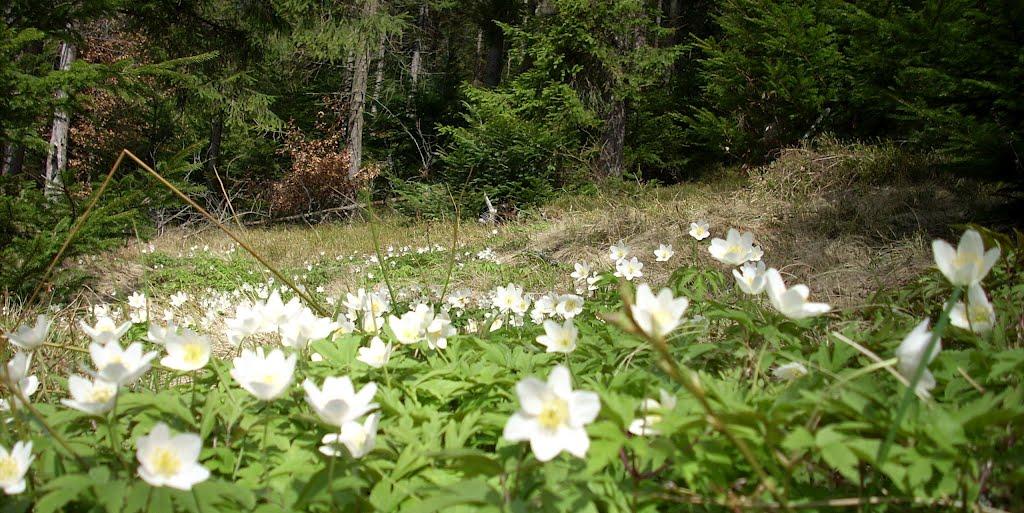 Труханів з panoramio.com - Труханів
