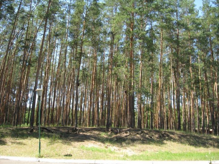 Шипилівка з panoramio.com - Shypylivka