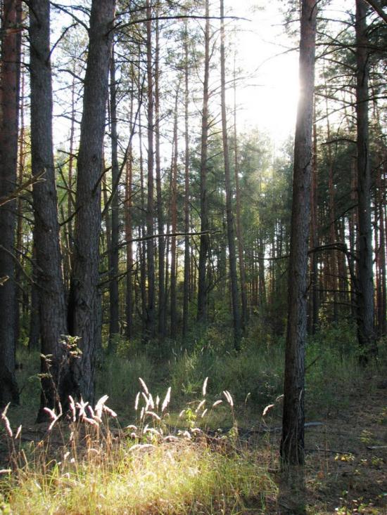 Славутич з panoramio.com - Славутич