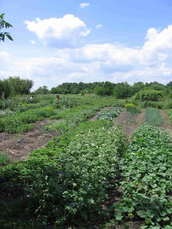 Хроли з panoramio.com - Фролы
