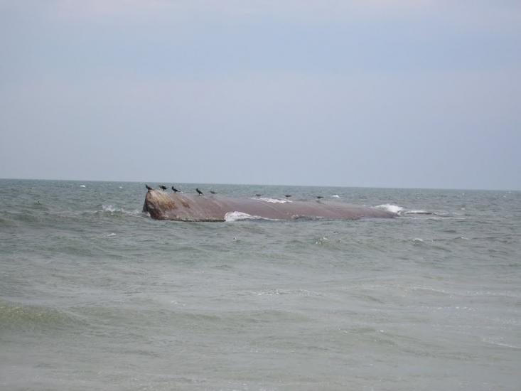 Приморське з panoramio.com - Приморское