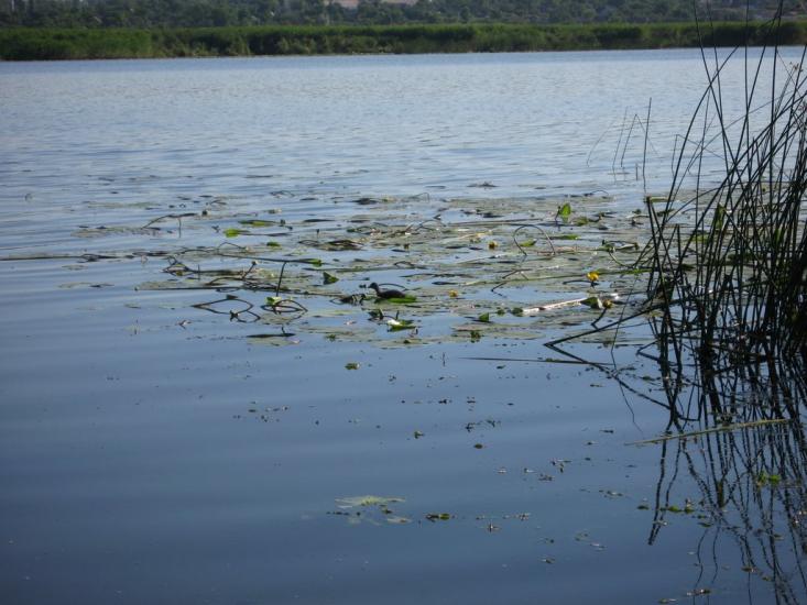 Гур'ївка з panoramio.com - Guryivka