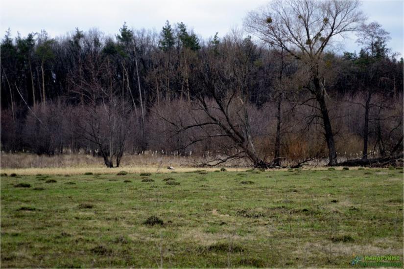 Терентіївка з panoramio.com - Терентіївка