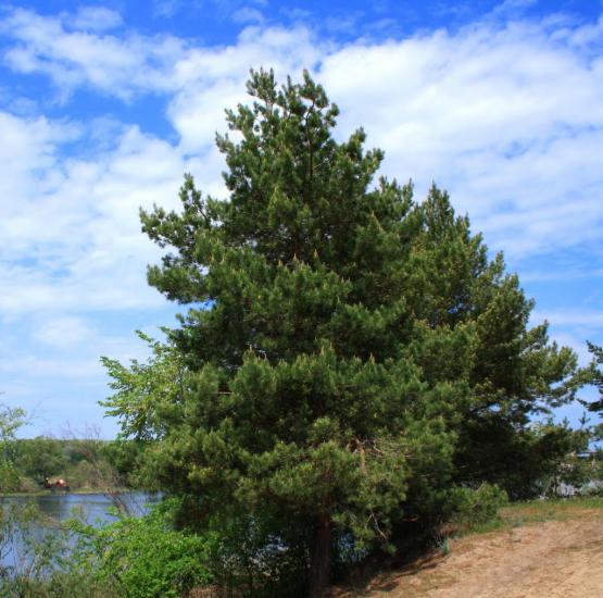 Печеніги з panoramio.com - Печениги