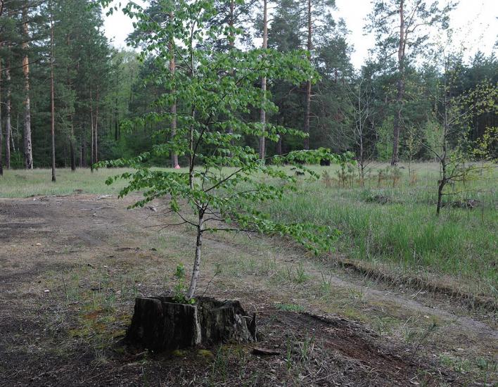 Богородичне з panoramio.com - Богородичное