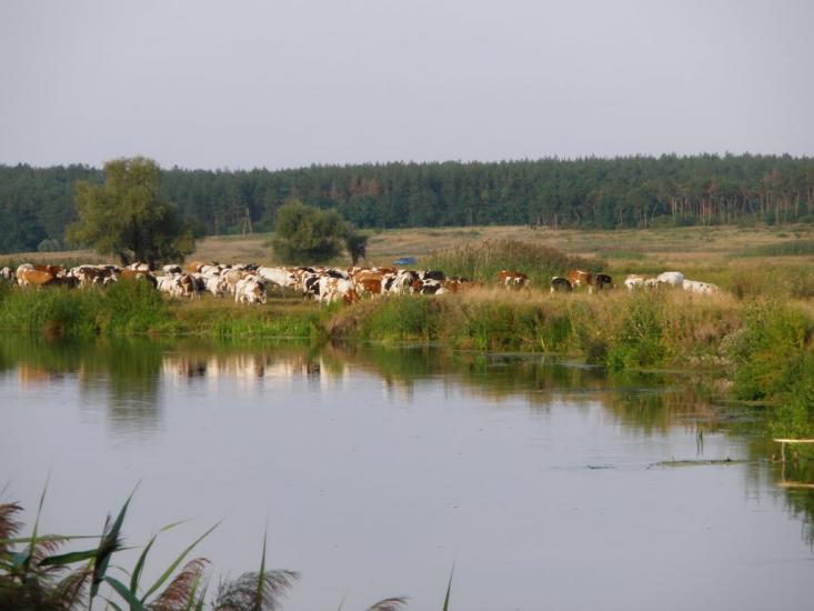 Мохнач з panoramio.com - Мохнач