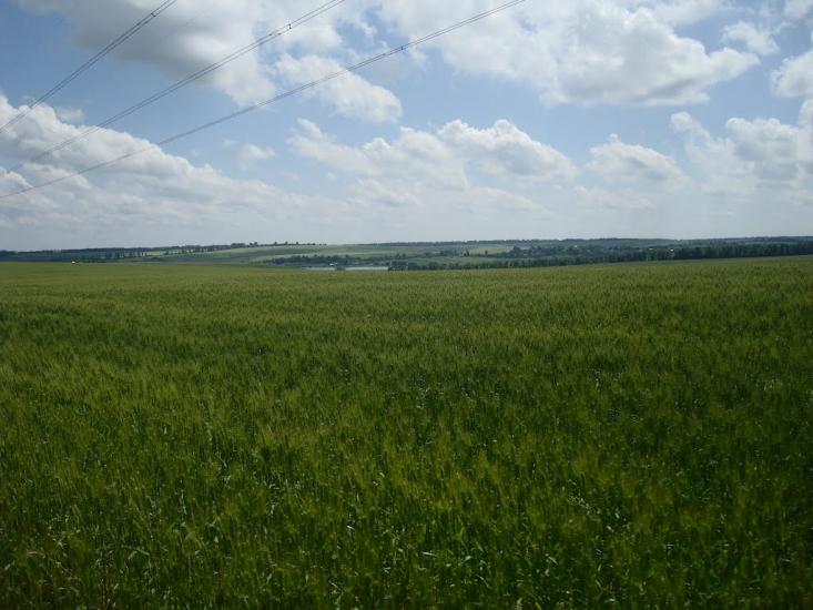 Малашівці з panoramio.com - Malashivtsi