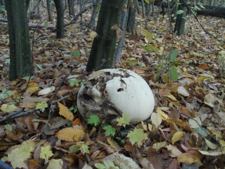 Гунча з panoramio.com - Гунча