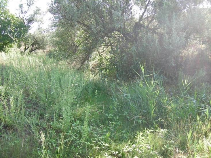 Пересадівка з panoramio.com - Пересадовка