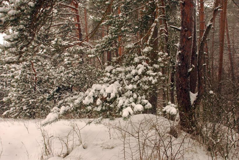 Свидівок з panoramio.com - Svydivok