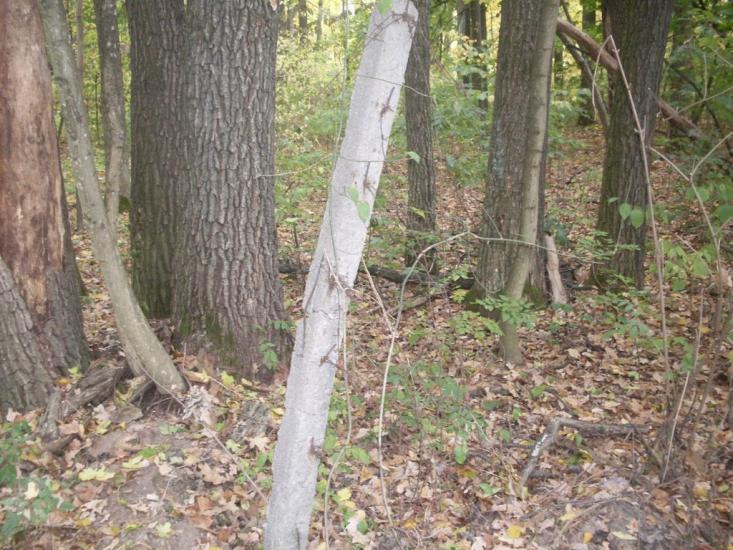 Гунча з panoramio.com - Гунча