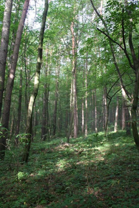 Підмонастир з panoramio.com - Підмонастир