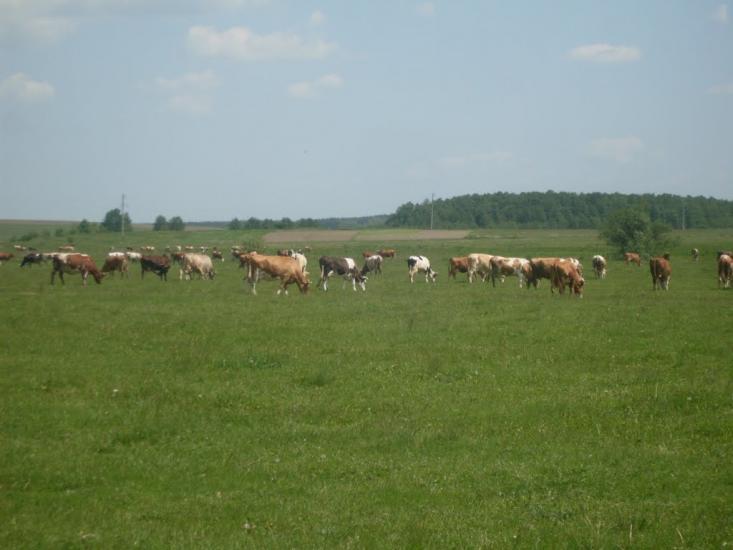 Кисляк з panoramio.com - Кисляк