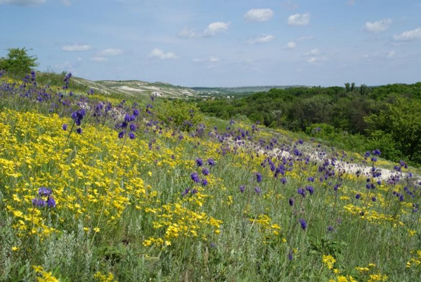 Лиман з panoramio.com - Лиман