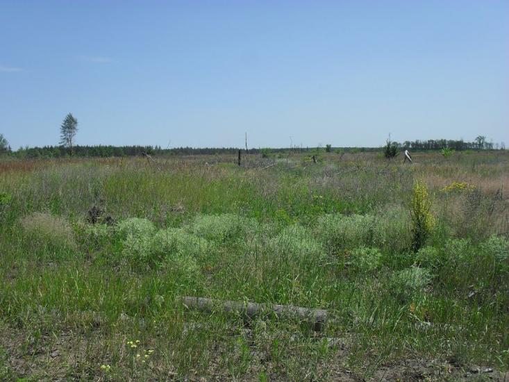 Слов'яносербськ з panoramio.com - Славяносербск