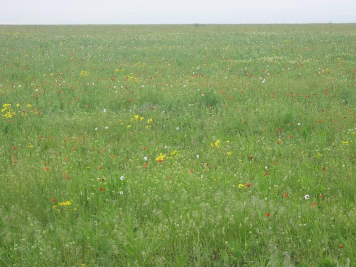 Паліївка з panoramio.com - Паліївка