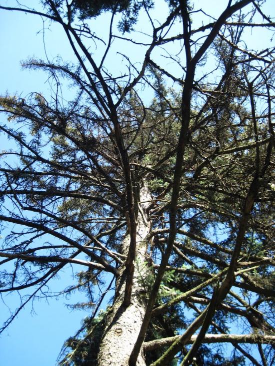 Бабичівка з panoramio.com - Бабичівка