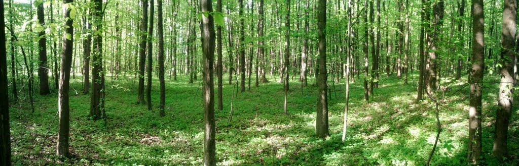 Бахматівці з panoramio.com - Bakhmativtsi