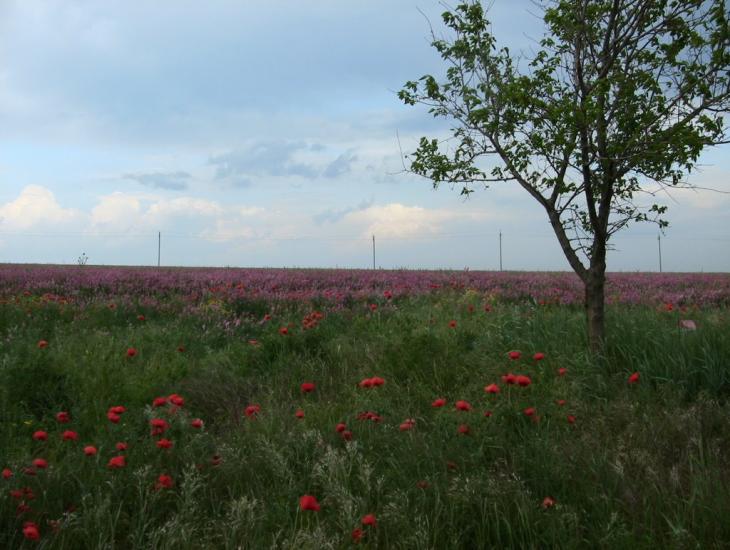 Болгарка з panoramio.com - Болгарка