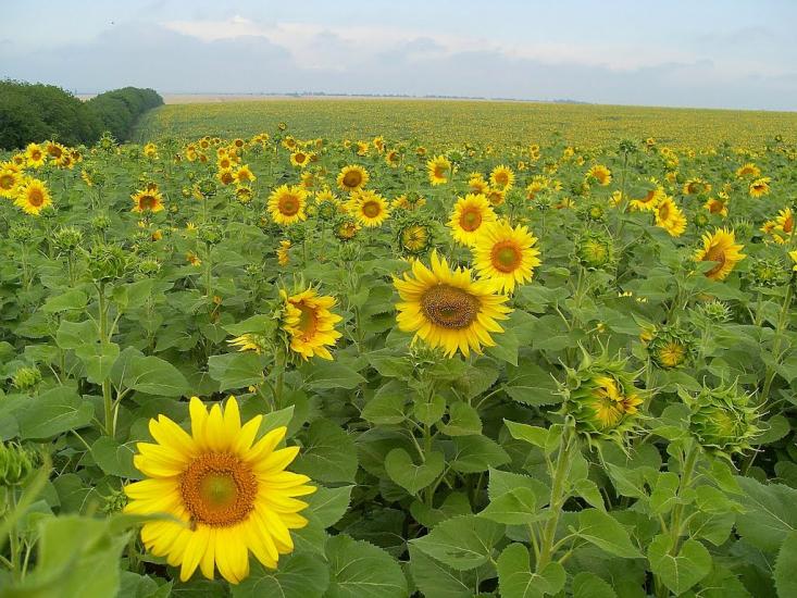 Доманівка з panoramio.com - Доманевка