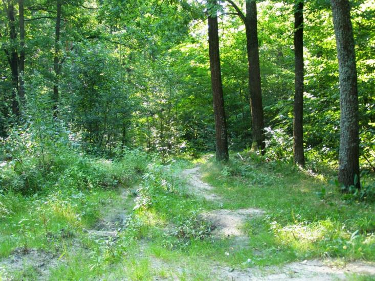 Довжик з panoramio.com - Довжик