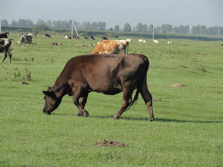 Городець з panoramio.com - Gorodets