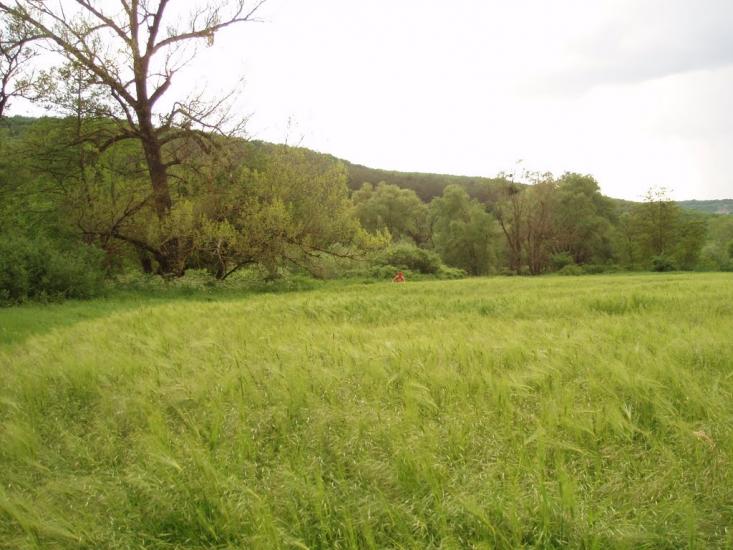 Каштанове з panoramio.com - Kashtanove