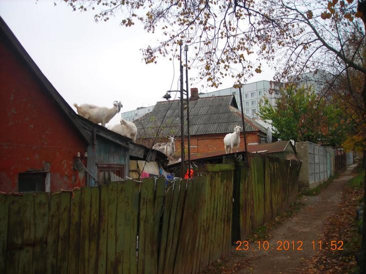Сіряки з panoramio.com - Серяки