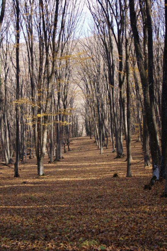 Овражки з panoramio.com - Овражки