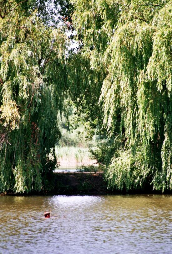 Мала Севастянівка з panoramio.com - Мала Севастянівка