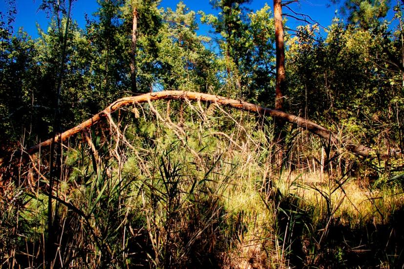 Знаменівка з panoramio.com - Znamenivka