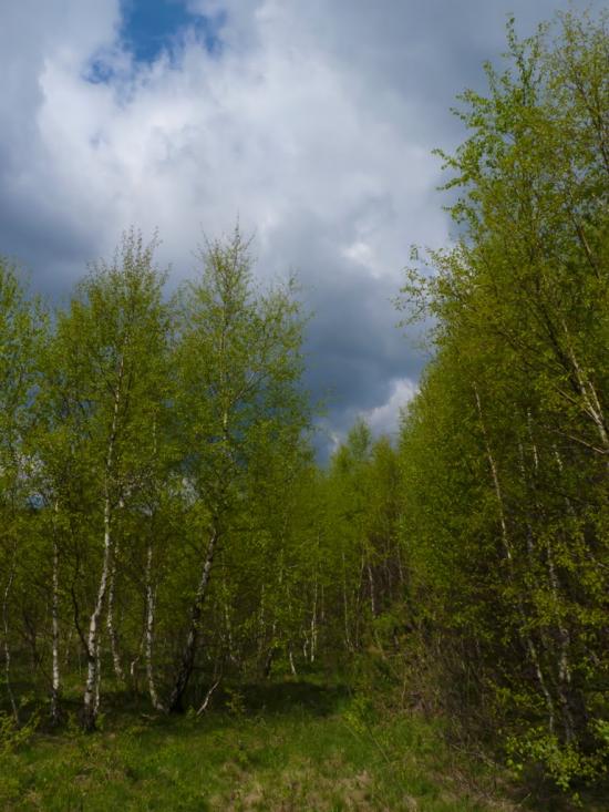 Орів з panoramio.com - Оров