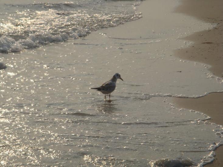 Круглоозерка з panoramio.com - Круглоозерка