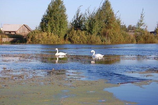 Нові Червища з panoramio.com - Нові Червища