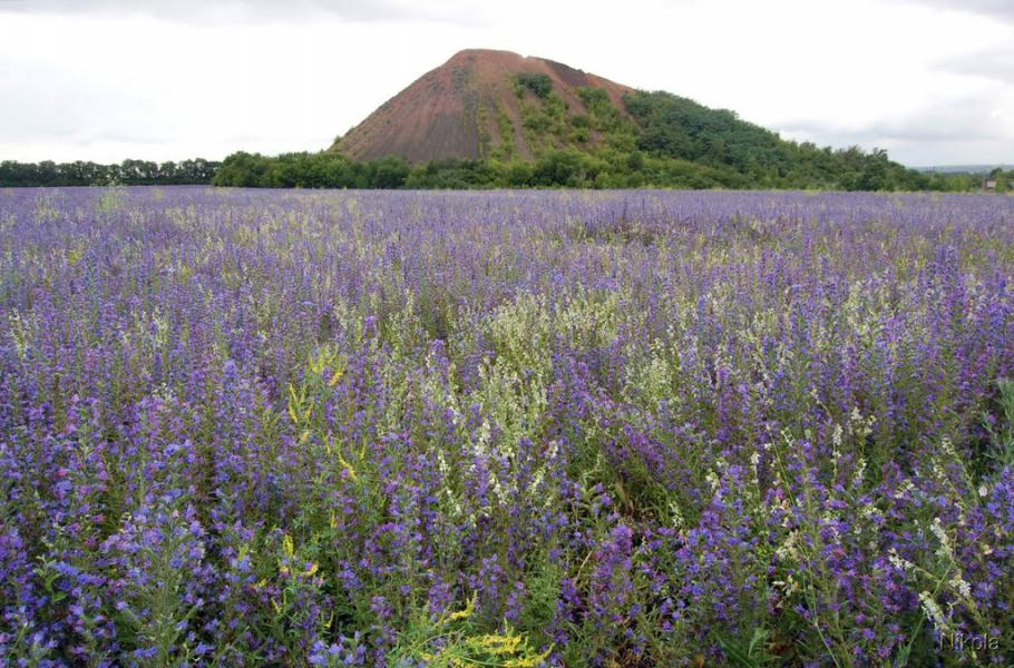 Мирна Долина з panoramio.com - Мирна Долина