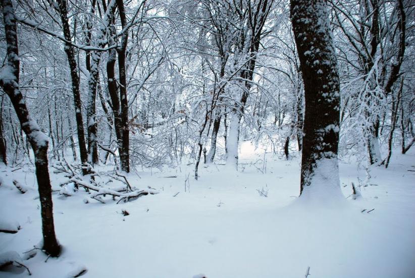 Кипарисне з panoramio.com - Кипарисне