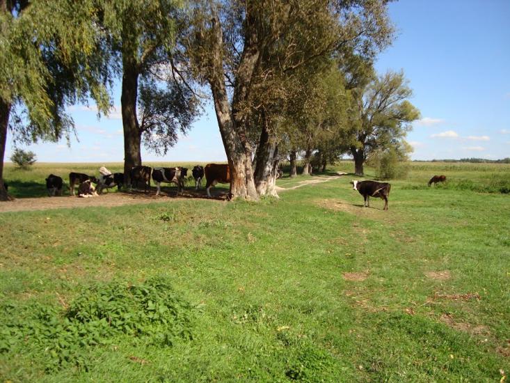 Русанів з panoramio.com - Русанов