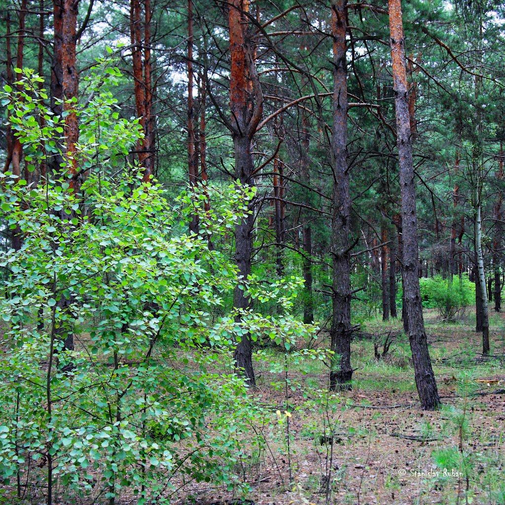 Горянівське з panoramio.com - Горяновское