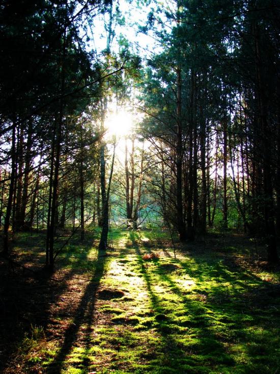 Мелені з panoramio.com - Мелені