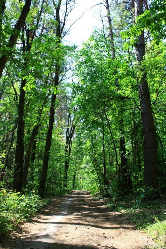 Княжичі з panoramio.com - Княжичі