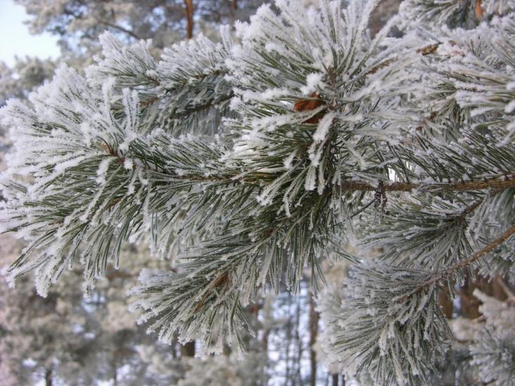 Крейдянка з panoramio.com - Крейдянка