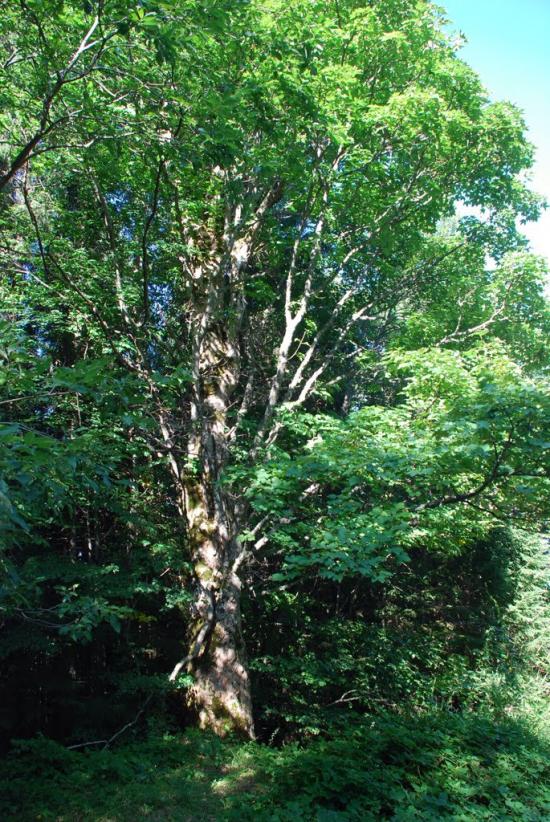 Згари з panoramio.com - Згары