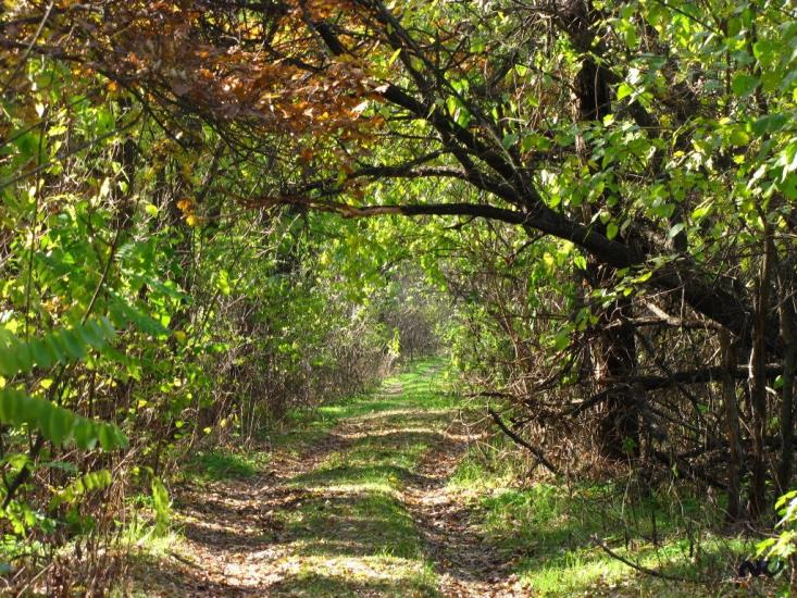 Карнаухівка з panoramio.com - Карнауховка